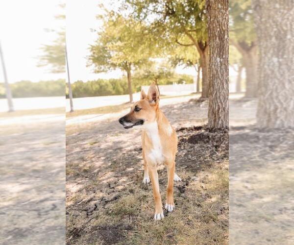 Medium Photo #5 Australian Kelpie-Basenji Mix Puppy For Sale in Rockwall, TX, USA
