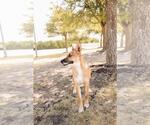 Small #4 Australian Kelpie-Basenji Mix