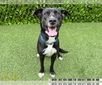 Small Labrador Retriever