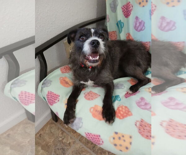 Medium Photo #3 Mutt Puppy For Sale in Eastman, GA, USA