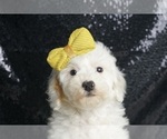 Puppy Wink AKC Poodle (Miniature)
