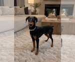 Small #1 Doberman Pinscher