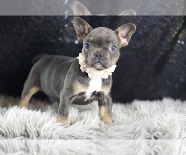 Medium Photo #95 French Bulldog Puppy For Sale in WARSAW, IN, USA
