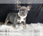 Small Photo #95 French Bulldog Puppy For Sale in WARSAW, IN, USA
