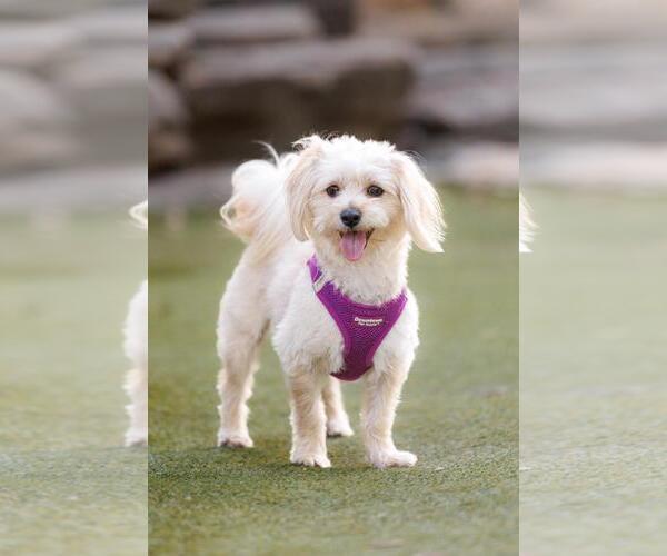 Medium Photo #3 Havamalt Puppy For Sale in Rockwall, TX, USA