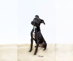 Small #1 Mutt