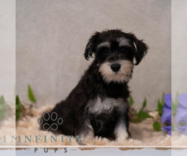 Medium Photo #4 Schnauzer (Miniature) Puppy For Sale in MIFFLINBURG, PA, USA