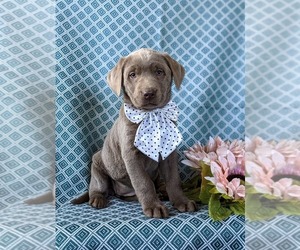 Labrador Retriever Puppy for sale in NOTTINGHAM, PA, USA