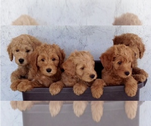 Goldendoodle Puppy for Sale in BEVERLY HILLS, California USA