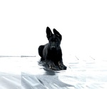 Small Photo #2 German Shepherd Dog Puppy For Sale in STANWOOD, WA, USA