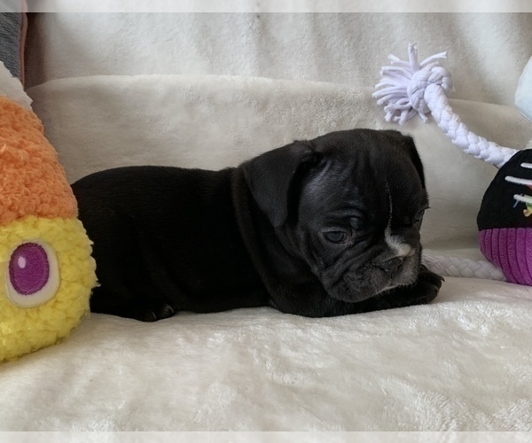 Medium Photo #4 French Bulldog Puppy For Sale in JOHNS ISLAND, SC, USA