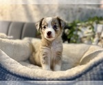 Small Photo #8 Australian Shepherd Puppy For Sale in LUMBERTON, TX, USA