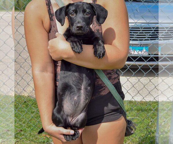 Medium Photo #4 Chiweenie Puppy For Sale in Huntley, IL, USA