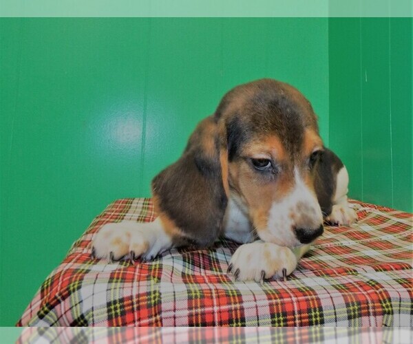 Medium Photo #1 Beagle Puppy For Sale in PATERSON, NJ, USA
