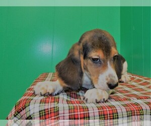 View Ad: Cockalier Puppy for Sale near New Jersey ...