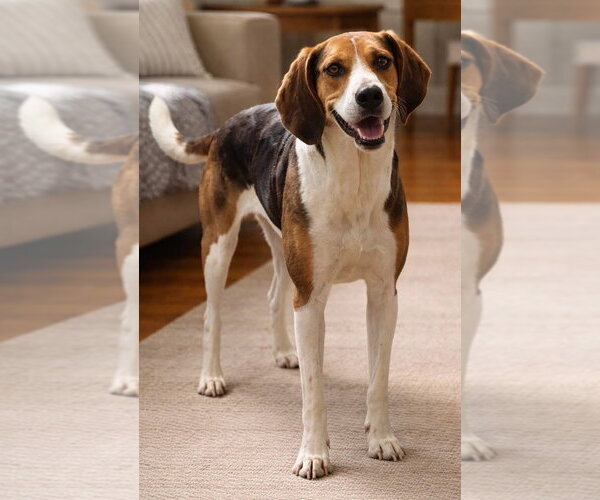 Medium Photo #2 American Foxhound-Unknown Mix Puppy For Sale in Genesee, WI, USA