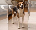 Small #1 American Foxhound Mix