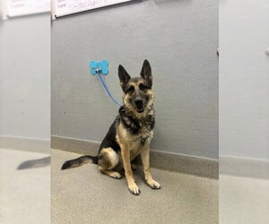 German Shepherd Dog-Unknown Mix Dogs for adoption in Las Vegas, NV, USA