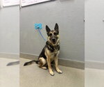 Small German Shepherd Dog Mix