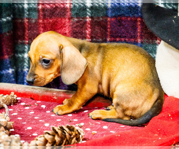 Medium Photo #19 Dachshund Puppy For Sale in WAKARUSA, IN, USA