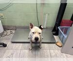 Small American Pit Bull Terrier Mix