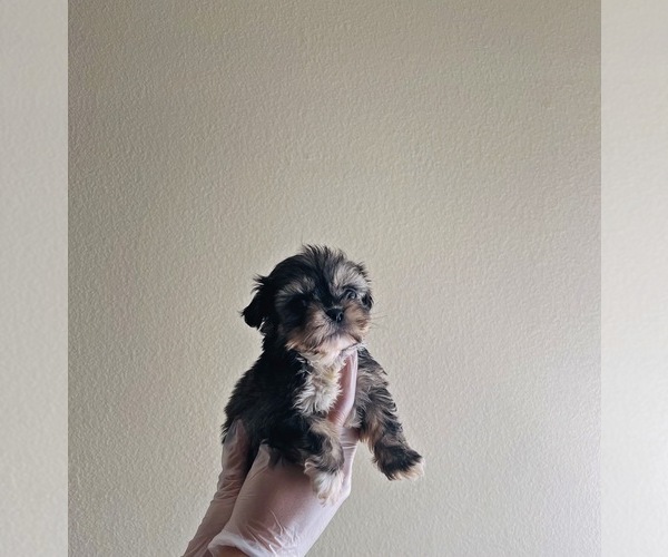 Medium Photo #5 Shih Tzu Puppy For Sale in EL PASO, TX, USA