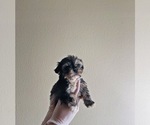 Small Photo #5 Shih Tzu Puppy For Sale in EL PASO, TX, USA