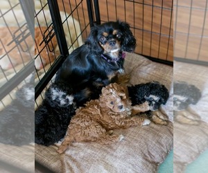 Cavapoo Puppy for sale in PHOENIX, AZ, USA