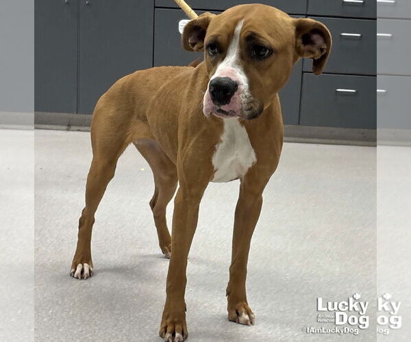 Medium Photo #2 Boxador Puppy For Sale in Washington, DC, USA