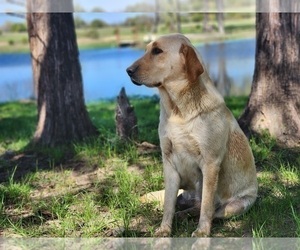 Mother of the Labrador Retriever puppies born on 03/02/2025