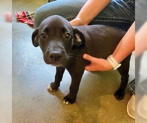 Feist Terrier-Labrador Retriever Mix Dogs for adoption in Minneapolis, MN, USA