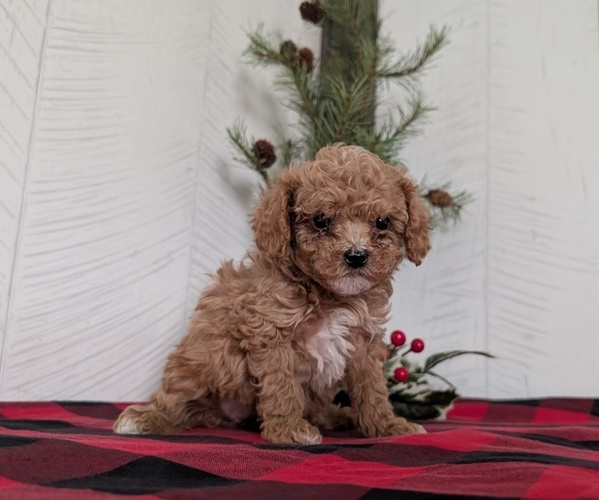 Medium Photo #17 Cavapoo (Miniature) Puppy For Sale in GOSHEN, IN, USA