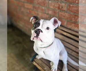 Boxer-Unknown Mix Dogs for adoption in Los Angeles, CA, USA