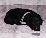 Small Photo #3 Labradoodle Puppy For Sale in LA HABRA, CA, USA