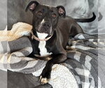 Small #1 American Pit Bull Terrier Mix