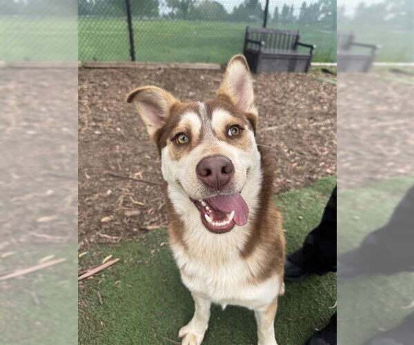 Medium Photo #1 Siberian Husky Puppy For Sale in Fremont, CA, USA