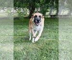 Small #9 German Shepherd Dog Mix