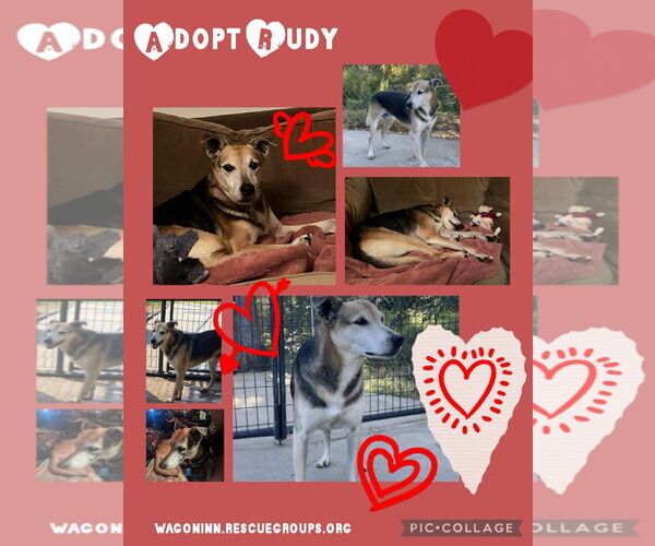 Medium Photo #7 German Shepherd Dog-Unknown Mix Puppy For Sale in Oakhurst, NJ, USA