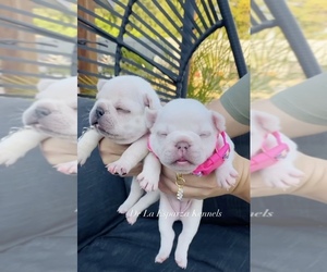 French Bulldog Puppy for sale in LA SIERRA, CA, USA