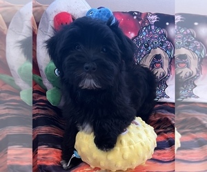 Havanese Puppy for sale in LIVONIA, MI, USA