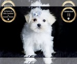 Small Photo #79 Morkie Puppy For Sale in WARSAW, IN, USA
