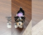 Small #6 Yorkshire Terrier