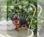 Small #3 Yorkshire Terrier