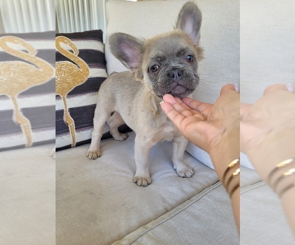 Medium Photo #3 French Bulldog Puppy For Sale in LAS VEGAS, NV, USA