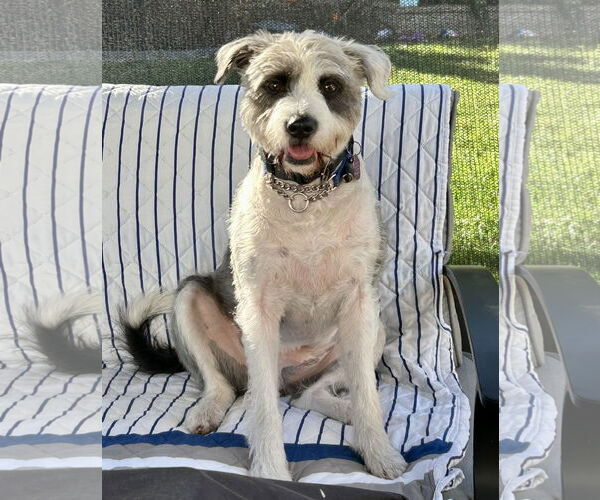 Medium Photo #3 Mutt Puppy For Sale in Mission Viejo, CA, USA