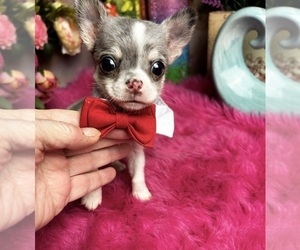 Chihuahua Puppy for Sale in TRACY, California USA
