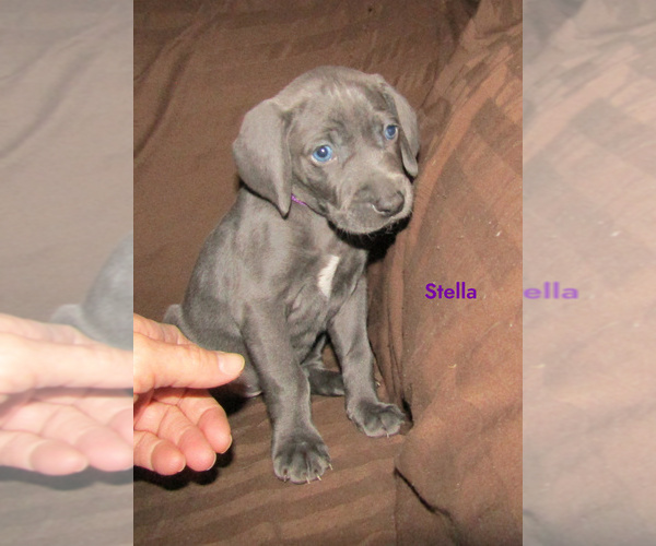 Medium Photo #3 Weimaraner Puppy For Sale in LAS ANIMAS, CO, USA