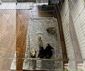 Pug Puppy for sale in PHOENIX, AZ, USA