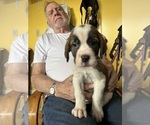 Puppy Steve Saint Bernard