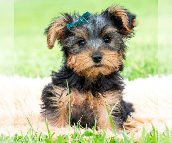 Medium Photo #7 Yorkshire Terrier Puppy For Sale in WARSAW, IN, USA